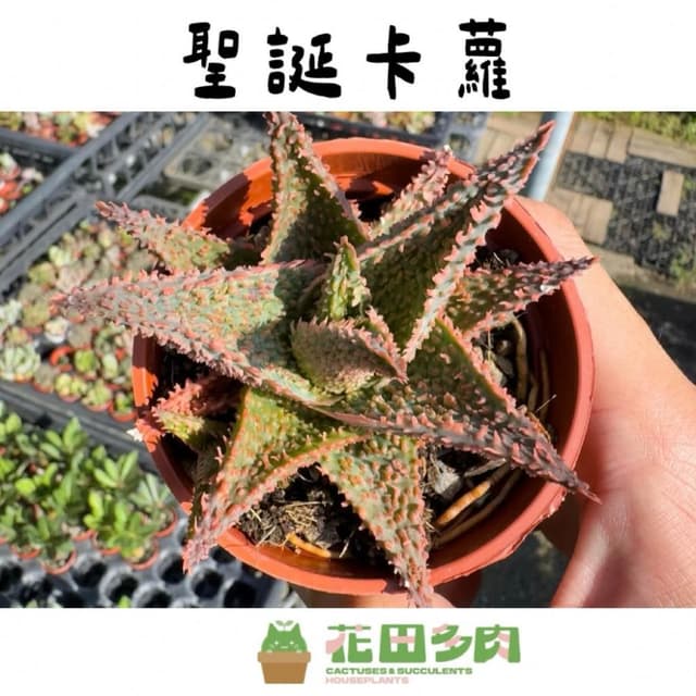 《花田多肉》🌵【聖誕卡蘿】 3吋盆 多肉植物/蘆薈/百合科/戶外植物
