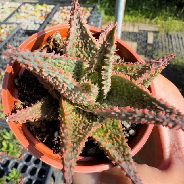 《花田多肉》🌵【聖誕卡蘿】 3吋盆 多肉植物/蘆薈/百合科/戶外植物