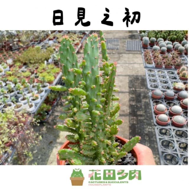 《花田多肉》🌵【日見之初/初日之初】 3吋盆 多肉植物/仙人掌/戶外植物