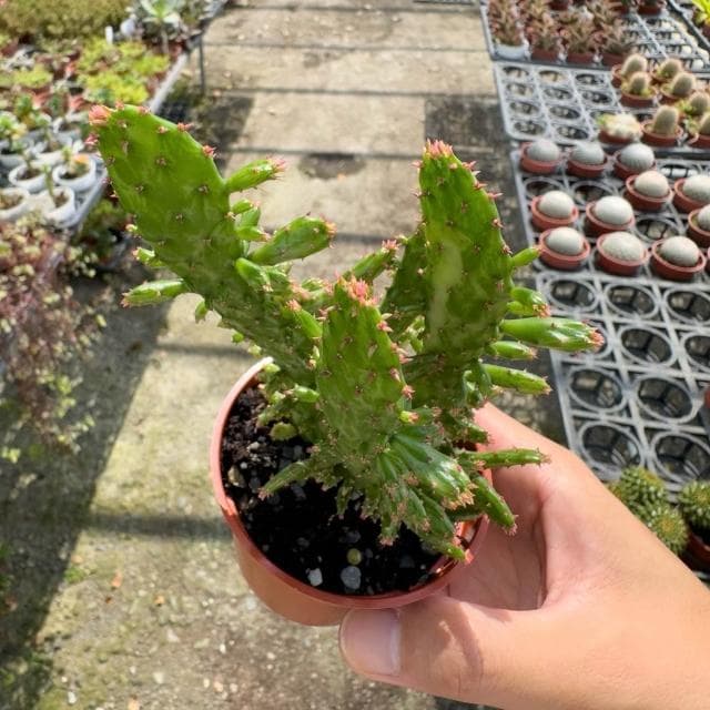 《花田多肉》🌵【日見之初/初日之初】 3吋盆 多肉植物/仙人掌/戶外植物