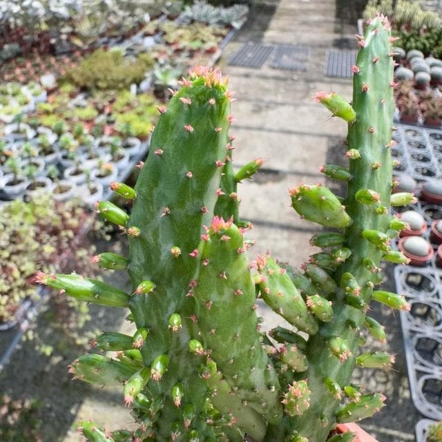 《花田多肉》🌵【日見之初/初日之初】 3吋盆 多肉植物/仙人掌/戶外植物