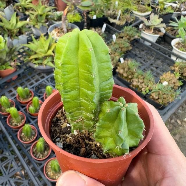 《花田多肉》🌵【美花角】 3吋盆 多肉植物/仙人掌/開花植物/戶外植物