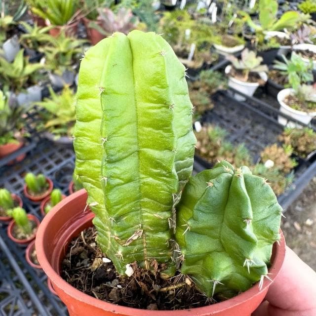 《花田多肉》🌵【美花角】 3吋盆 多肉植物/仙人掌/開花植物/戶外植物