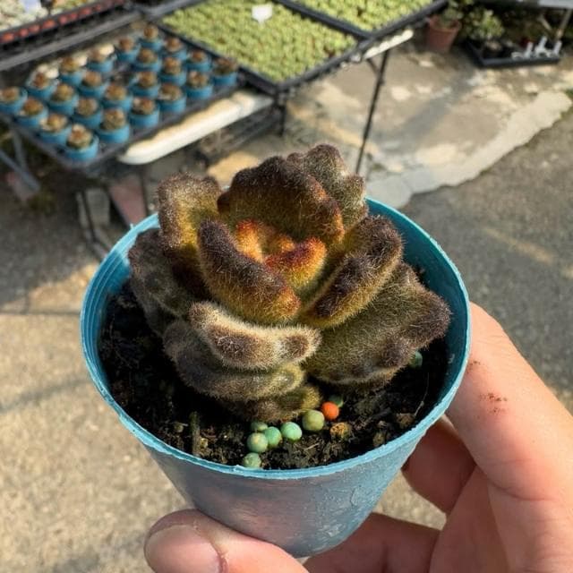 《花田多肉》🌵【泰迪熊】 3吋盆 多肉植物/兔耳/多肉/景天科/戶外植物