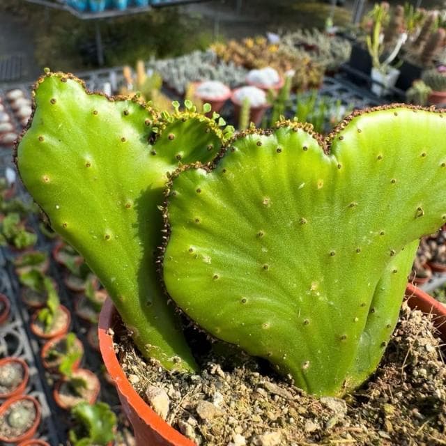 《花田多肉》🌵【珊瑚大戟綴化】 3吋盆 多肉植物/大戟科/戶外植物/綴化/多肉