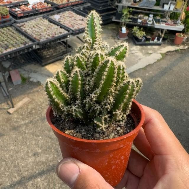《花田多肉》🌵【神仙堡】3吋盆  多肉植物/仙人掌/戶外植物