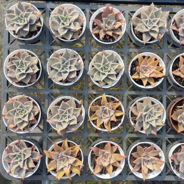 《花田多肉》🌵【馬迪巴】 3寸盆 多肉植物/仙人掌/戶外植物/景天科