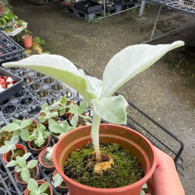 《花田多肉》🌵【斷崖女王】 3吋盆 多肉植物/多肉/塊根/塊莖/苦苣苔