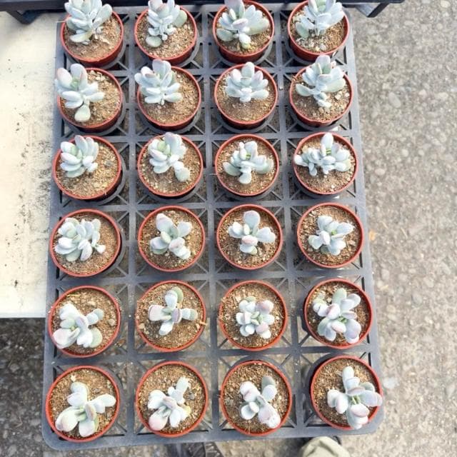 《花田多肉》🌵【達摩福娘】 3吋盆 多肉植物/多肉/景天科/戶外植物