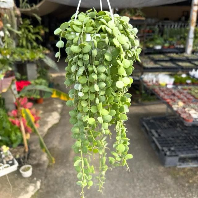 《花田多肉》🌵【串錢藤】 3吋盆 多肉植物/仙人掌/垂釣植物/吊盆