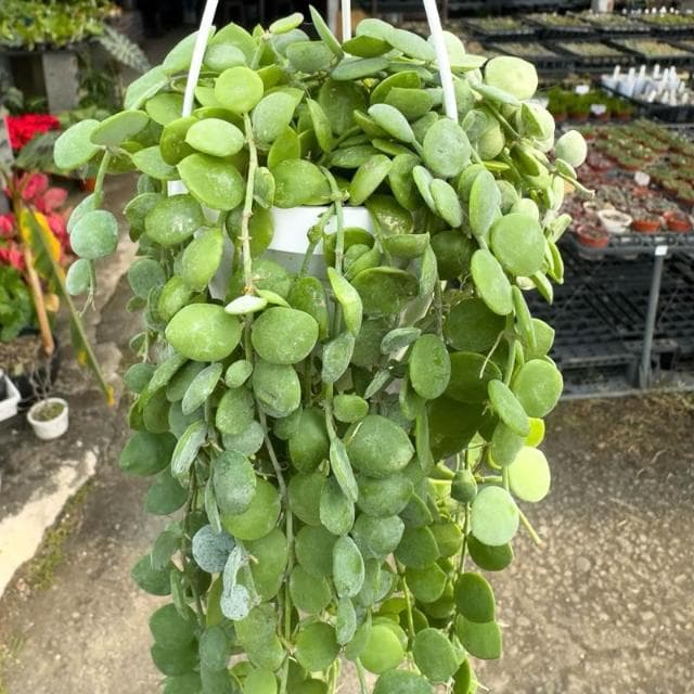 《花田多肉》🌵【串錢藤】 3吋盆 多肉植物/仙人掌/垂釣植物/吊盆