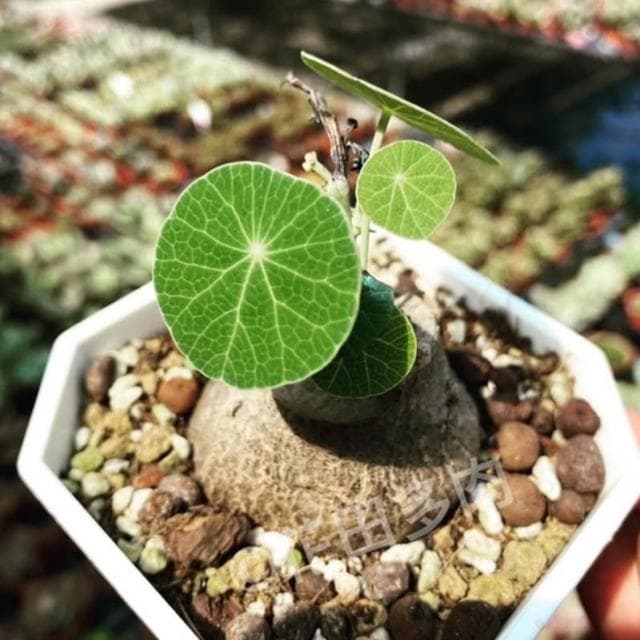 《花田多肉》🌵【圓葉山烏龜】 裸根 塊根/多肉植物/仙人掌/石頭玉