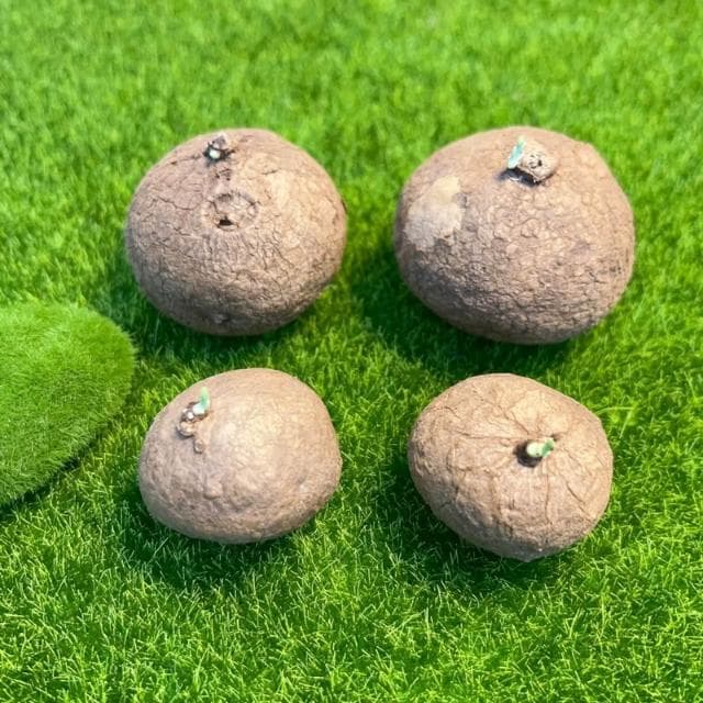 《花田多肉》🌵【圓葉山烏龜】 裸根 塊根/多肉植物/仙人掌/石頭玉