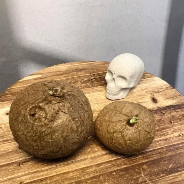 《花田多肉》🌵【圓葉山烏龜】 裸根 塊根/多肉植物/仙人掌/石頭玉