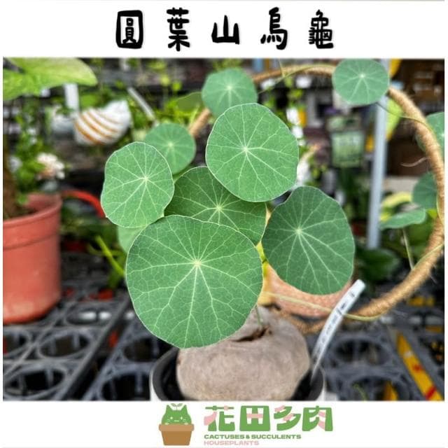 《花田多肉》🌵【圓葉山烏龜】 裸根 塊根/多肉植物/仙人掌/石頭玉