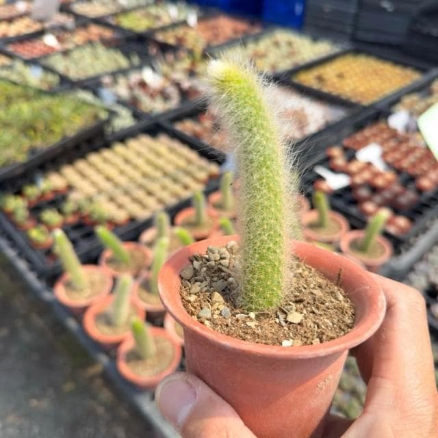 《花田多肉》🌵【猴尾柱】 3吋盆 仙人掌/多肉植物/多肉/戶外植物