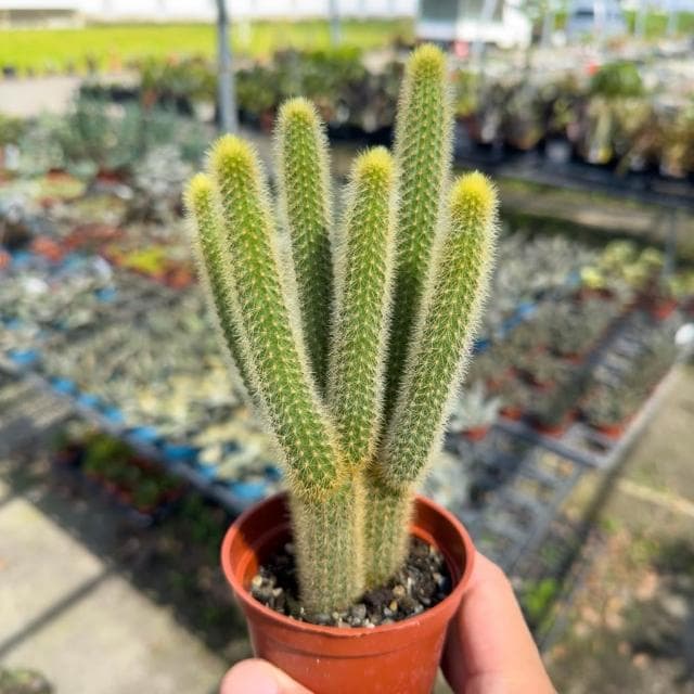 《花田多肉》🌵【金鈕/貓尾巴】 3吋盆 仙人掌/多肉植物/盆栽