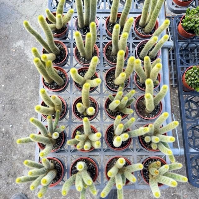 《花田多肉》🌵【金鈕/貓尾巴】 3吋盆 仙人掌/多肉植物/盆栽