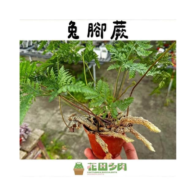 《花田多肉》🌵【兔腳蕨】 3吋盆 蕨類/觀葉植物/室內植物/園藝/盆栽