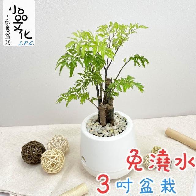 羽葉福祿桐【現貨】3吋雪胖盆 懶人盆栽 加水更方便 觀葉植物 室內植物 自動吸水 水培 創意花盆 居家辦公