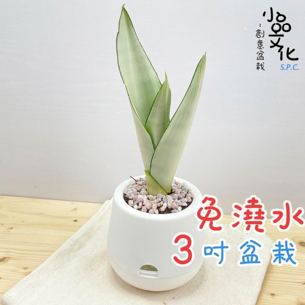 【小品文化】銀皇后虎尾蘭【現貨】3吋雪胖免澆水盆栽 懶人盆栽 觀葉植物 室內植物 自動吸水 創意花盆 居家辦公盆花