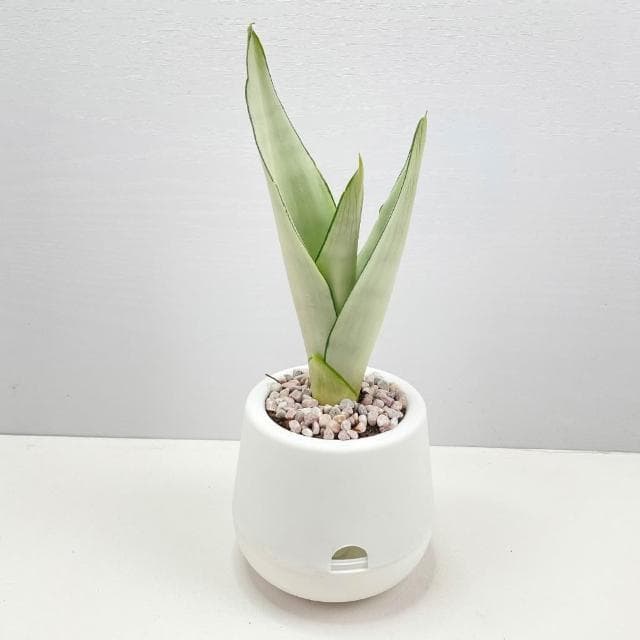 【小品文化】銀皇后虎尾蘭【現貨】3吋雪胖免澆水盆栽 懶人盆栽 觀葉植物 室內植物 自動吸水 創意花盆 居家辦公盆花