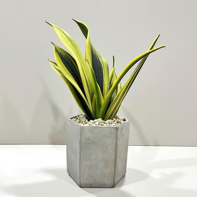 ｜精選盆栽｜黃金天使虎尾蘭(附底盤)/觀葉植物/水泥盆盆栽/居家美化/開幕盆栽/宅配到府