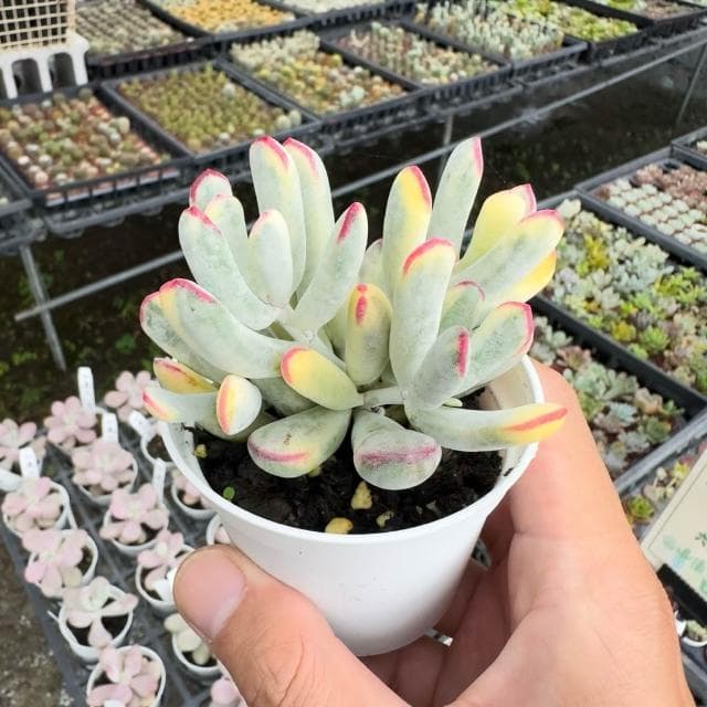 《花田多肉》🌵【棒葉福娘錦】 3吋盆 多肉植物/多肉/景天科/戶外植物/錦斑