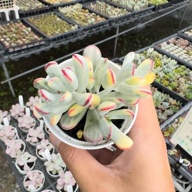 《花田多肉》🌵【棒葉福娘錦】 3吋盆 多肉植物/多肉/景天科/戶外植物/錦斑