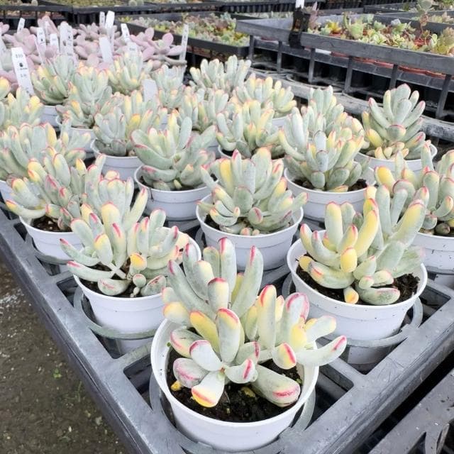 《花田多肉》🌵【棒葉福娘錦】 3吋盆 多肉植物/多肉/景天科/戶外植物/錦斑