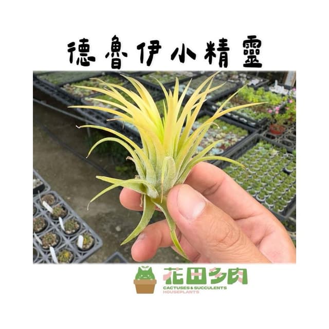 《花田多肉》🌵【德魯伊小精靈】 空氣鳳梨 /空鳳/多肉植物/療癒小物/空氣淨化小幫手/仙人掌/觀葉植物/盆栽