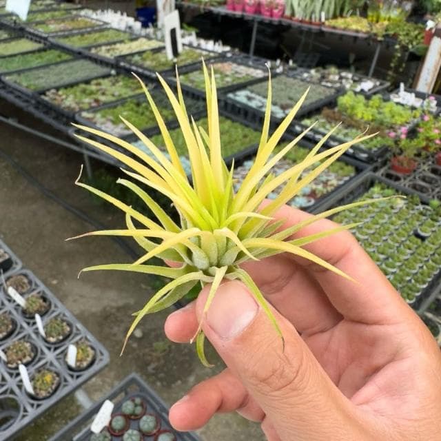 《花田多肉》🌵【德魯伊小精靈】 空氣鳳梨 /空鳳/多肉植物/療癒小物/空氣淨化小幫手/仙人掌/觀葉植物/盆栽