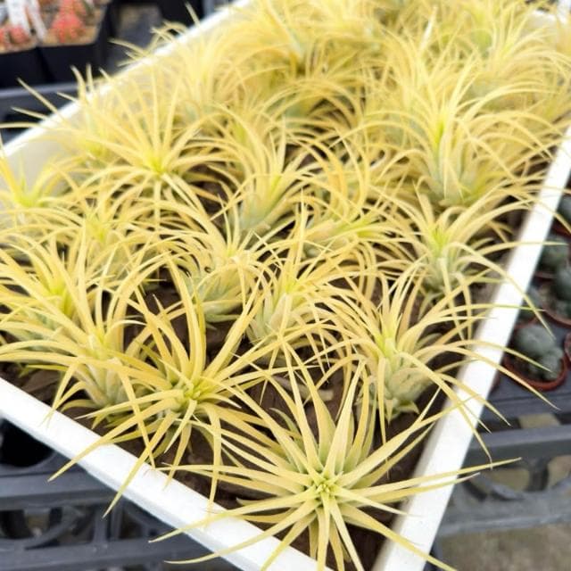 《花田多肉》🌵【德魯伊小精靈】 空氣鳳梨 /空鳳/多肉植物/療癒小物/空氣淨化小幫手/仙人掌/觀葉植物/盆栽