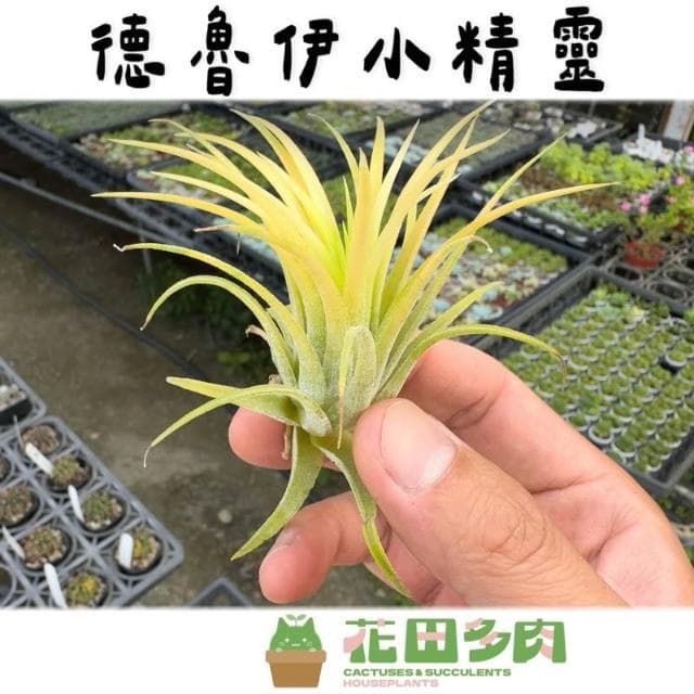 《花田多肉》🌵【德魯伊小精靈】 空氣鳳梨 /空鳳/多肉植物/療癒小物/空氣淨化小幫手/仙人掌/觀葉植物/盆栽