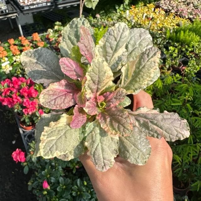 《花田多肉》🌵【紫唇花/斑葉洋筋骨草】 3吋盆 觀葉植物/室內植物/觀賞植物/園藝/盆栽