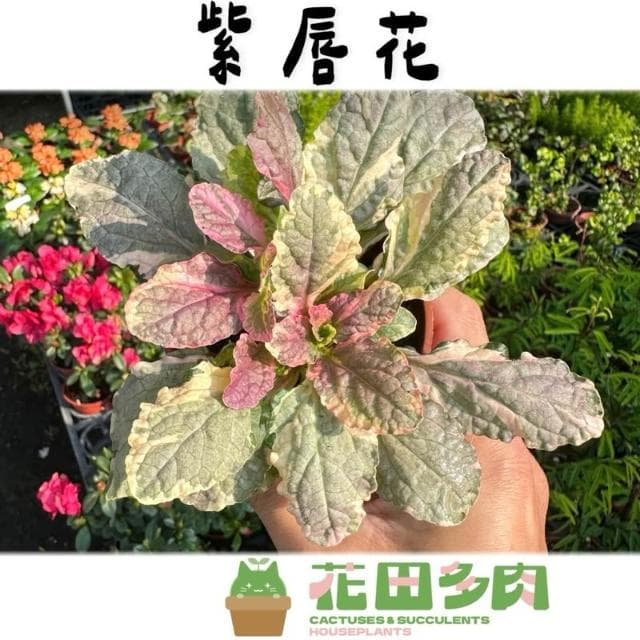 《花田多肉》🌵【紫唇花/斑葉洋筋骨草】 3吋盆 觀葉植物/室內植物/觀賞植物/園藝/盆栽