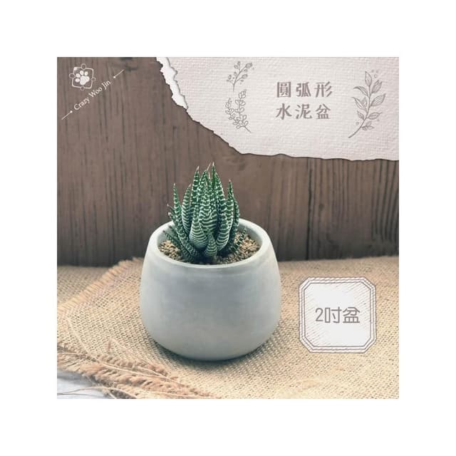 圓弧水泥盆 2吋盆 多肉盆栽 家用植物盆 有底孔 小盆栽 小陶盆【瘋伍金】