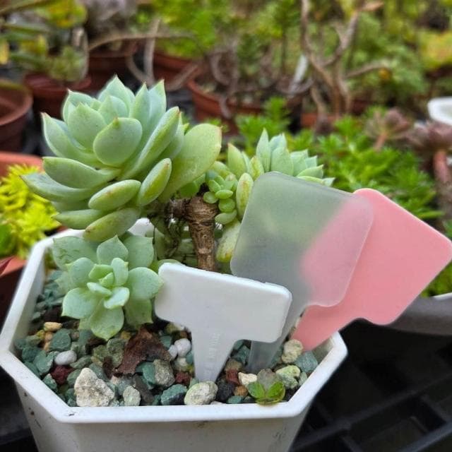 【欣榮園藝資材行】小惡魔標籤 箭頭造型標籤 箭頭花牌 PP材質標籤 花牌 植物標籤 名牌 標示 園藝 花盆 盆栽