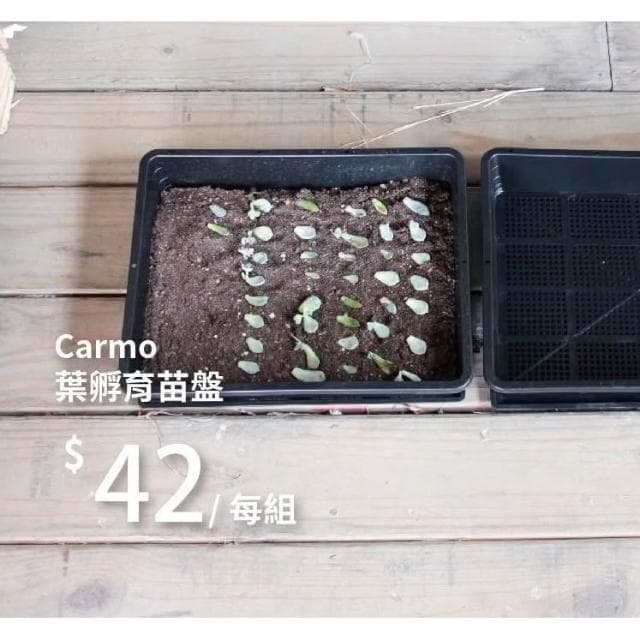 【CARMO】多肉葉孵育苗盤(贈底盤) 育苗｜葉孵｜葉孵盒｜花盆盆栽｜多肉植物｜園藝器具