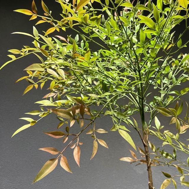 百信百貨 免運 仿真南天竹植物假綠植裝飾仿真樹客廳落地盆栽仿生綠植擺件