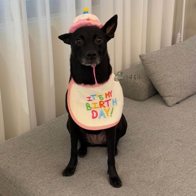 【汪喵森活】 生日口水巾 生日帽 派對帽 寵物圍兜 生日快樂 生日派對 生日配件 生日圍兜 寵物口水巾
