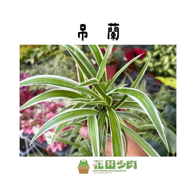 《花田多肉》🌵【吊蘭】 3吋盆 觀葉植物/室內植物/園藝/盆栽