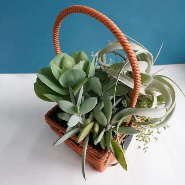 【CNFlower 西恩】空鳳夏夢(植栽/植物/居家佈置)