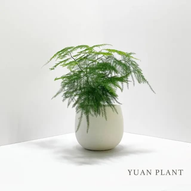 【原植】文竹(送禮 室內 植物 植栽)