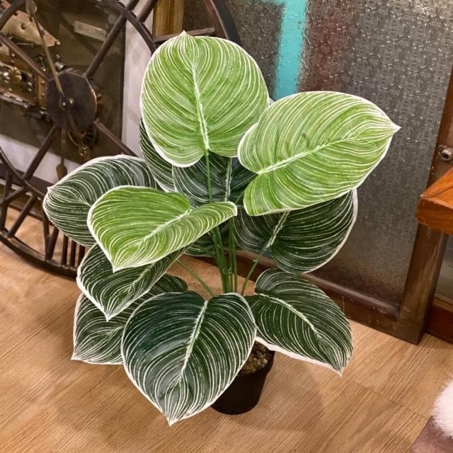 龜背葉 仿真植物 假盆栽 龜背芋 室內植物 花 植物 植栽 假植物 人造植物 GXS拍照道具(仿真植物 假盆栽)