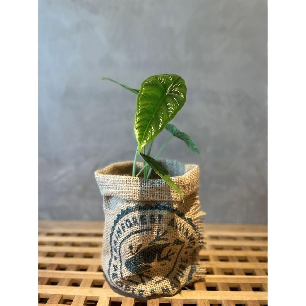 《斑啾植選》植栽盆套(小)|咖啡豆麻布袋|環保再生|盆栽裝飾|多肉植物|觀葉植物