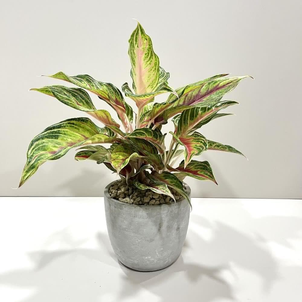 |精選盆栽|火狐狸粗肋草(附底盤)/觀葉植物/水泥盆盆栽/居家美化/開幕盆栽/宅配到府