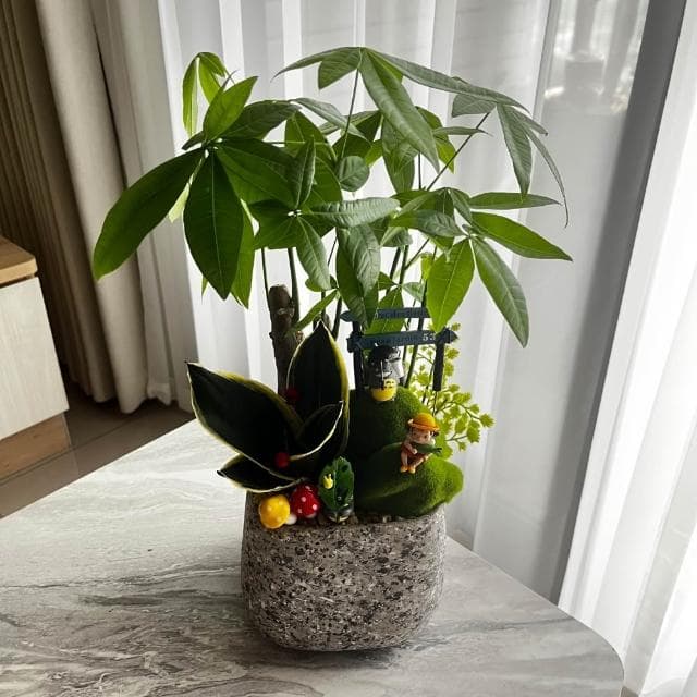 |組合盆栽|發財樹 D 款(附底盤)/觀葉植物/水泥盆盆栽/居家美化/開幕盆栽/宅配到府