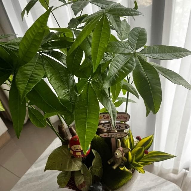 |組合盆栽|發財樹 E 款(附底盤)/觀葉植物/水泥盆盆栽/居家美化/開幕盆栽/宅配到府