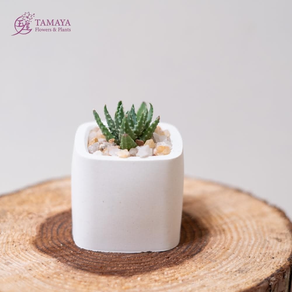 玉屋TAMAYA 迷你多肉盆栽 白水泥盆(觀葉植物 盆栽 開幕升遷 發表會 生日祝賀 告白 紀念日 畢業祝福)